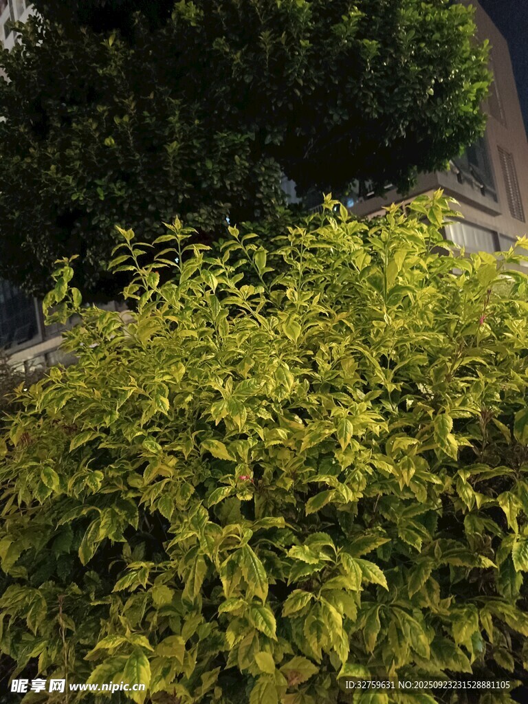 翠绿繁茂的灌木丛
