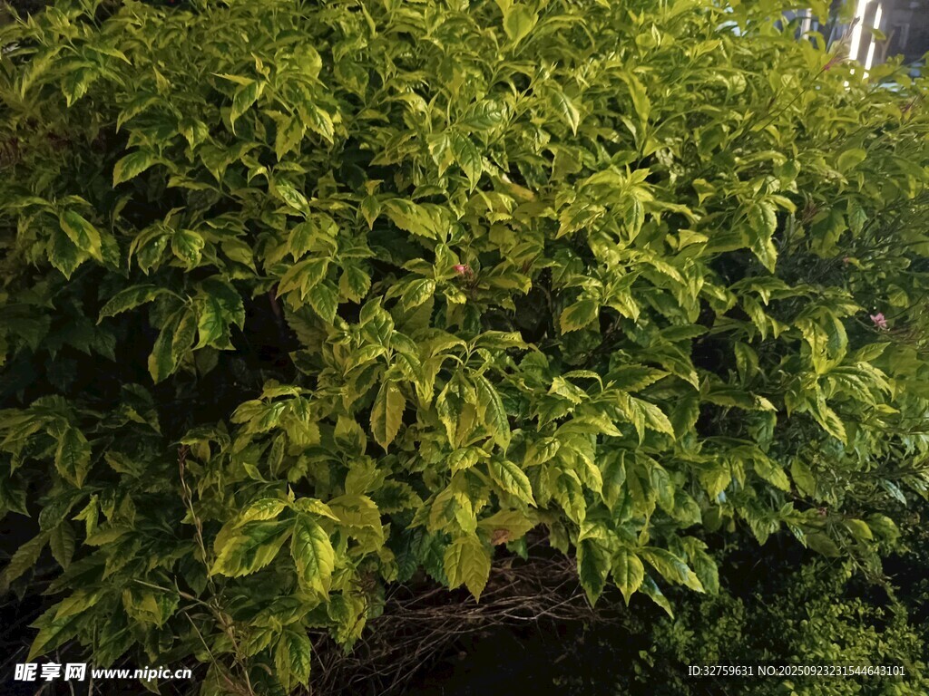 翠绿繁茂的植物景观