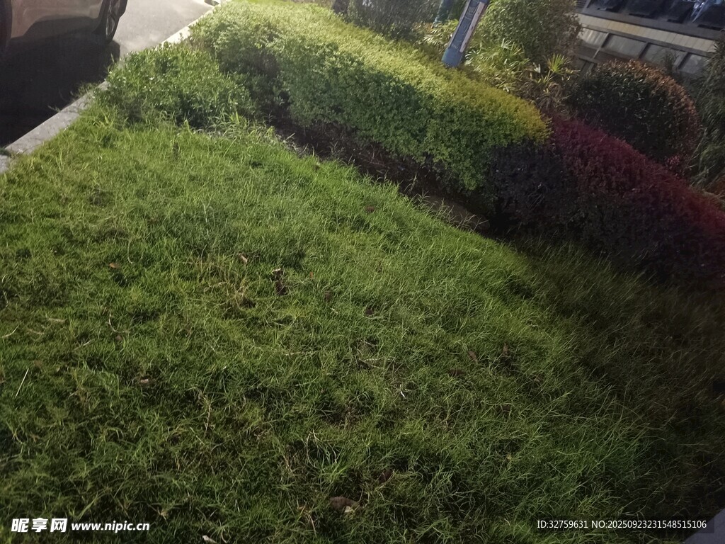 绿意盎然的庭院植物景观