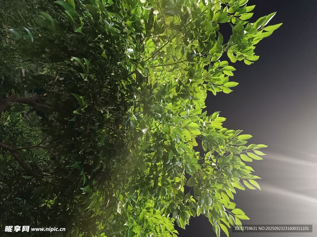 茂密绿植 
