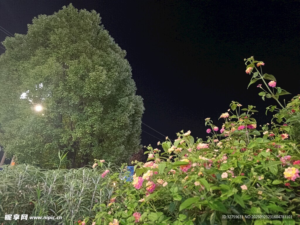 夜下繁花绿树景致