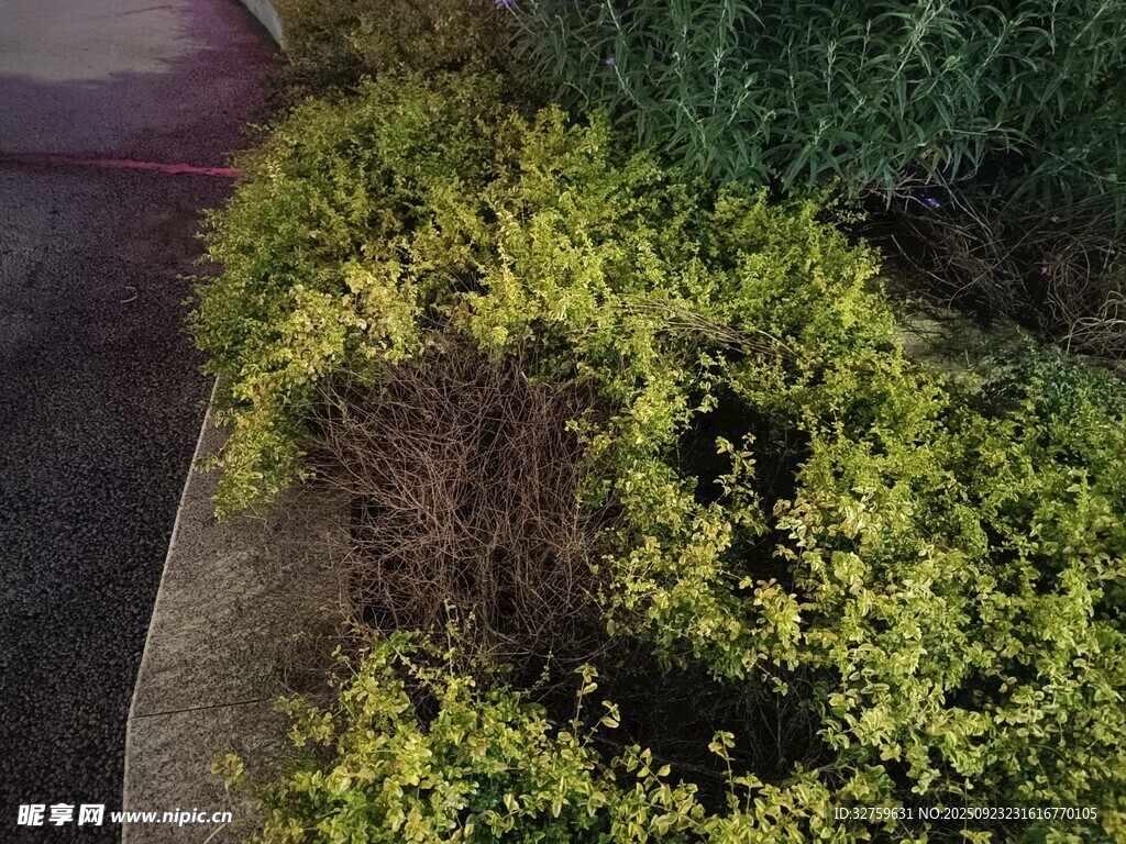 路边绿植景观