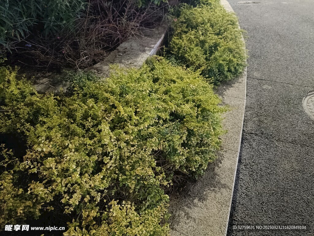 路边翠绿灌木丛