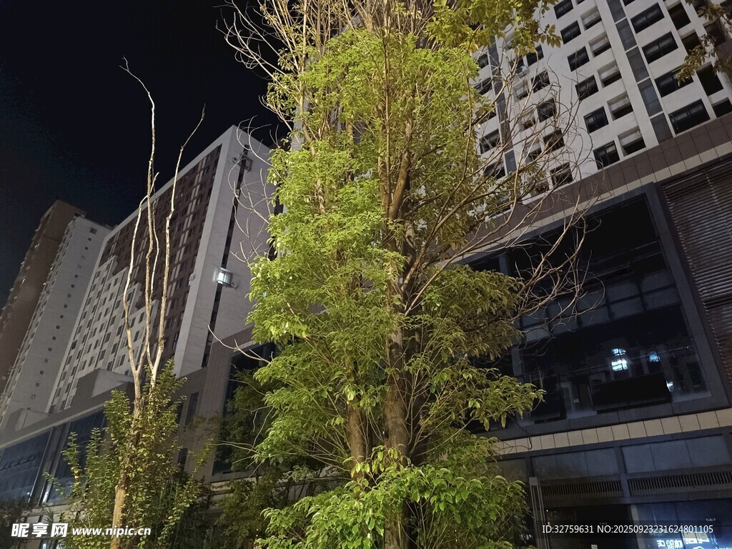 城市夜景中的挺拔绿植