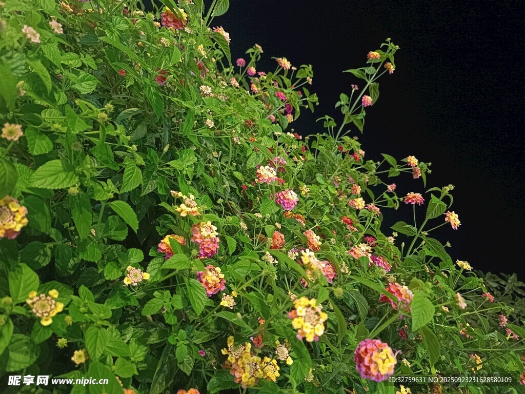 夜间绽放的多彩花卉