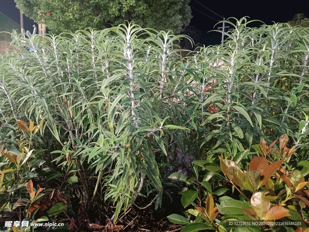 茂密绿植景观