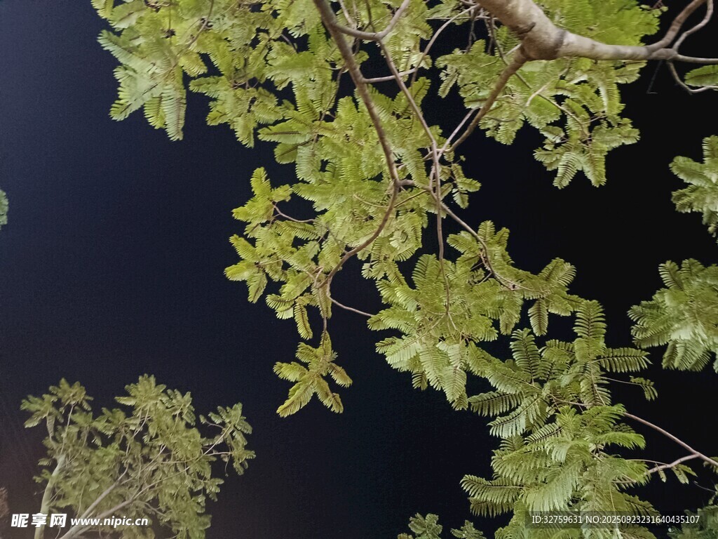 夜空下的繁茂绿叶