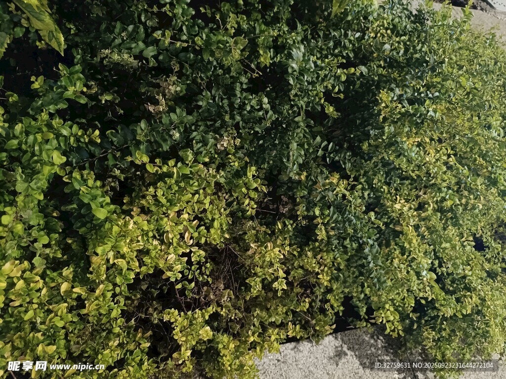 茂密绿植景观