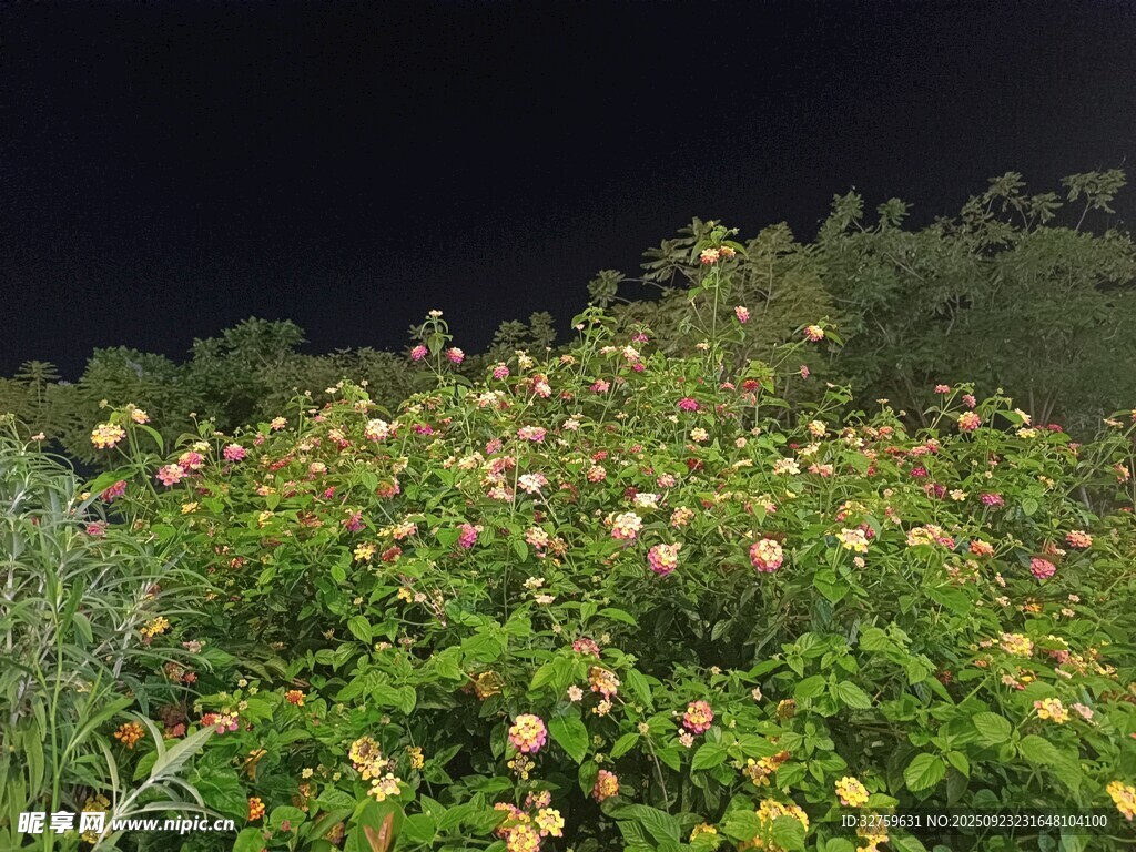 夜晚绽放的多彩花卉