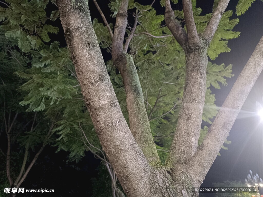 夜间树干及枝叶景象