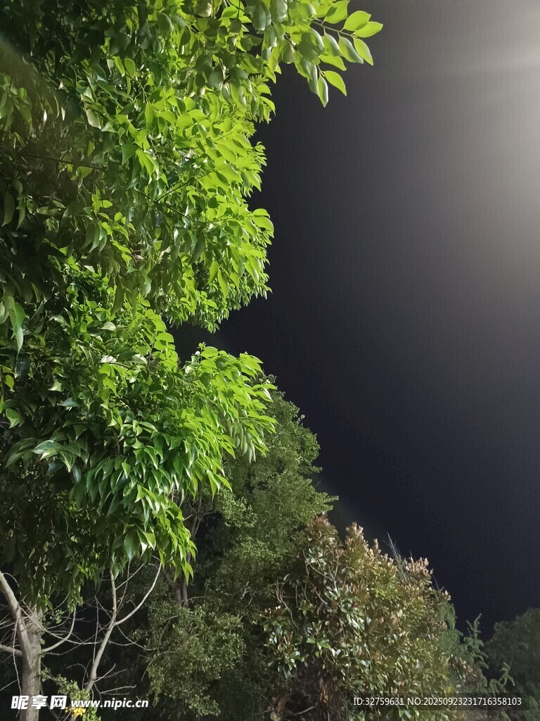 月夜下的葱郁绿植