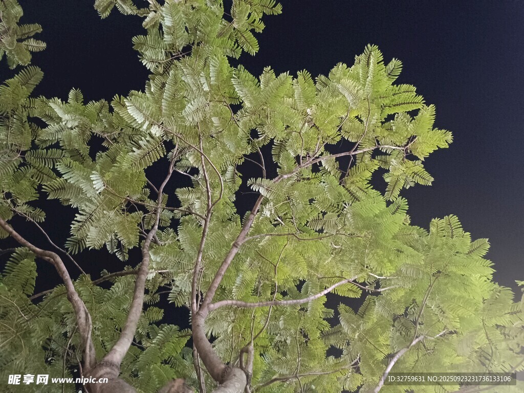 夜色中繁茂的绿树