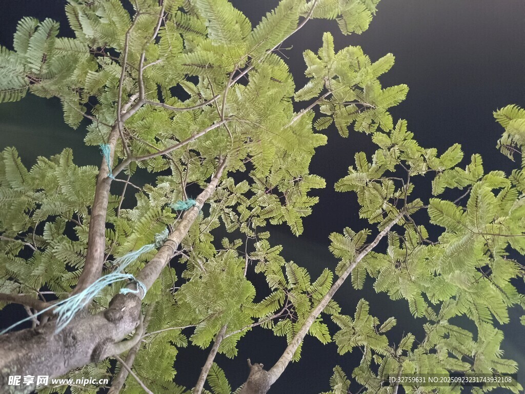 翠绿繁茂的树枝与叶片