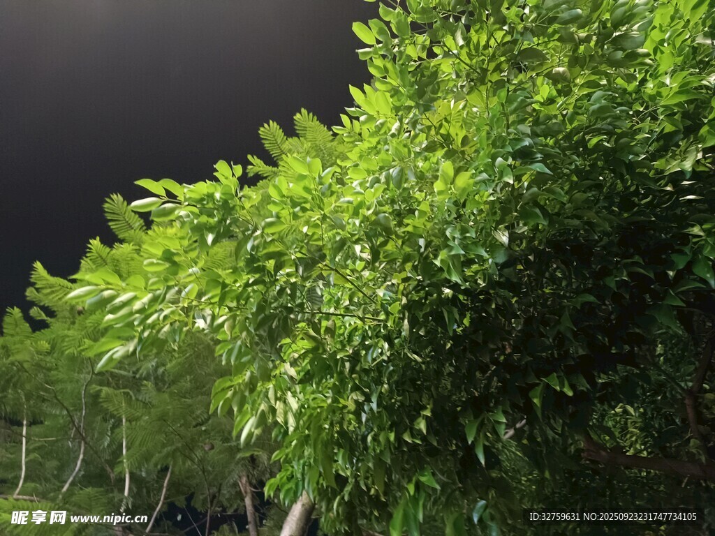 夜幕下的葱郁绿树