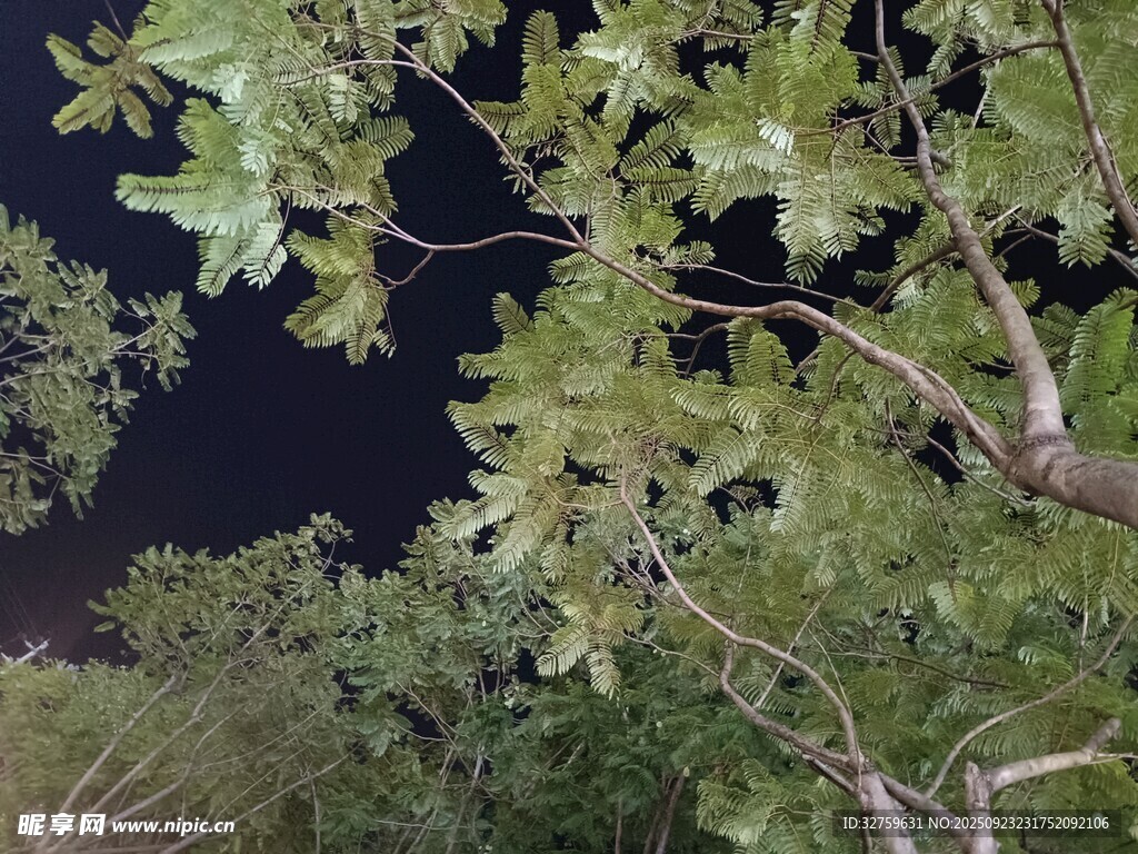 夜空下的繁茂枝叶