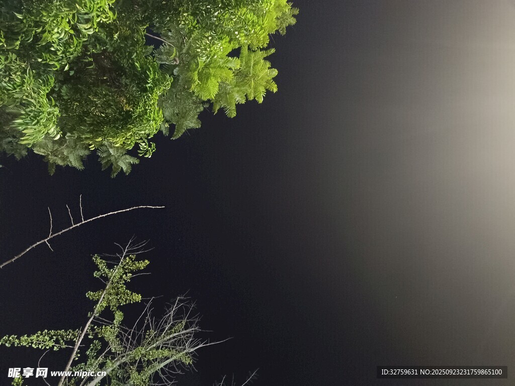 仰视夜空下的繁茂绿植