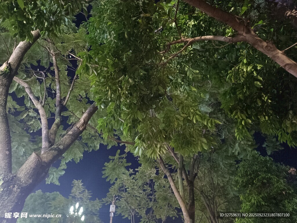 仰视夜幕下繁茂的树枝