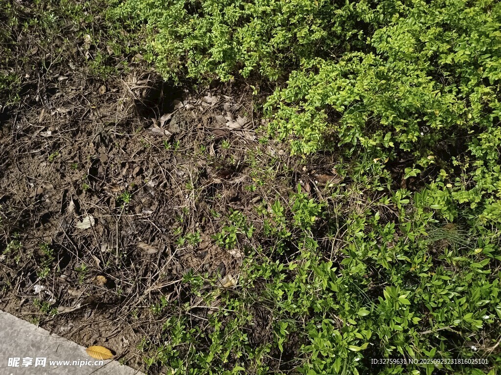 路边绿意盎然的植被