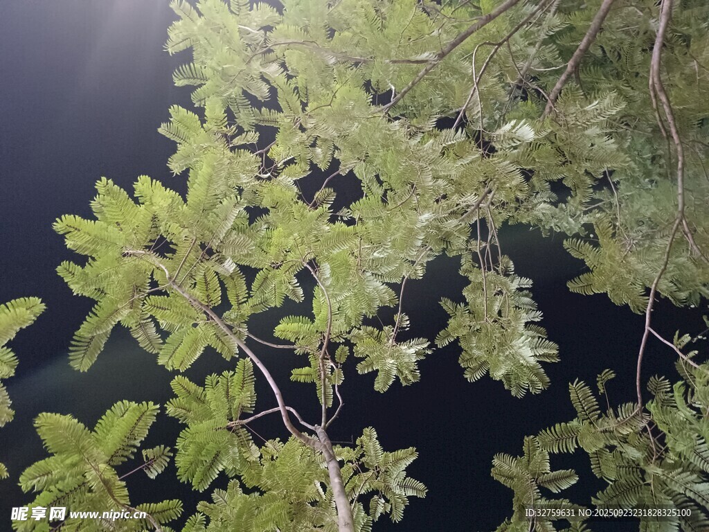 阳光下的翠绿树叶