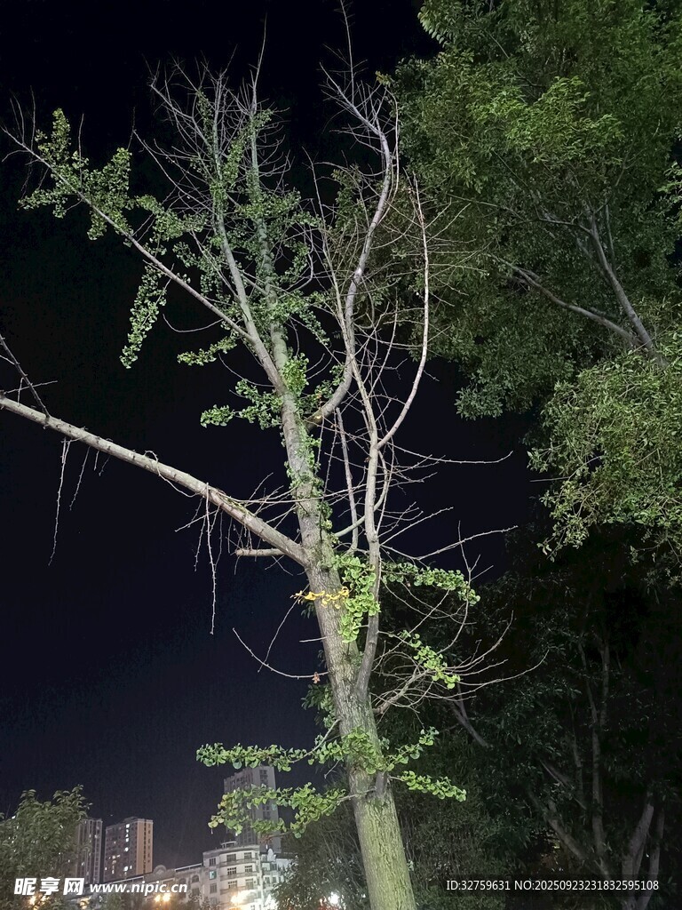 夜中孤树