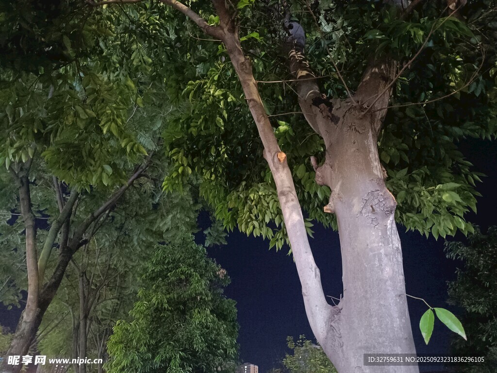 林间树干与繁茂枝叶景象