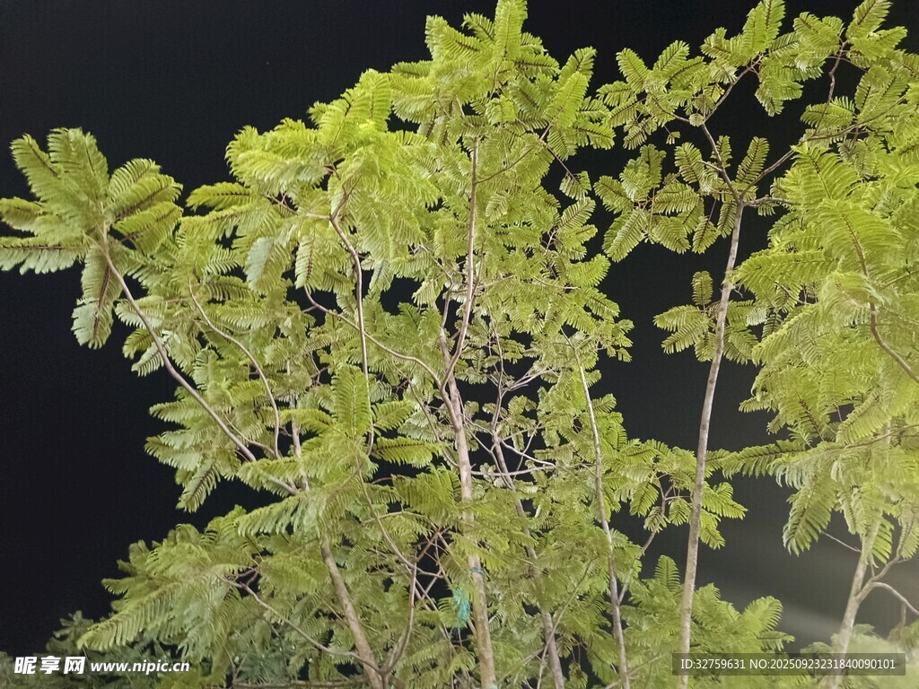 夜间繁茂绿植景象
