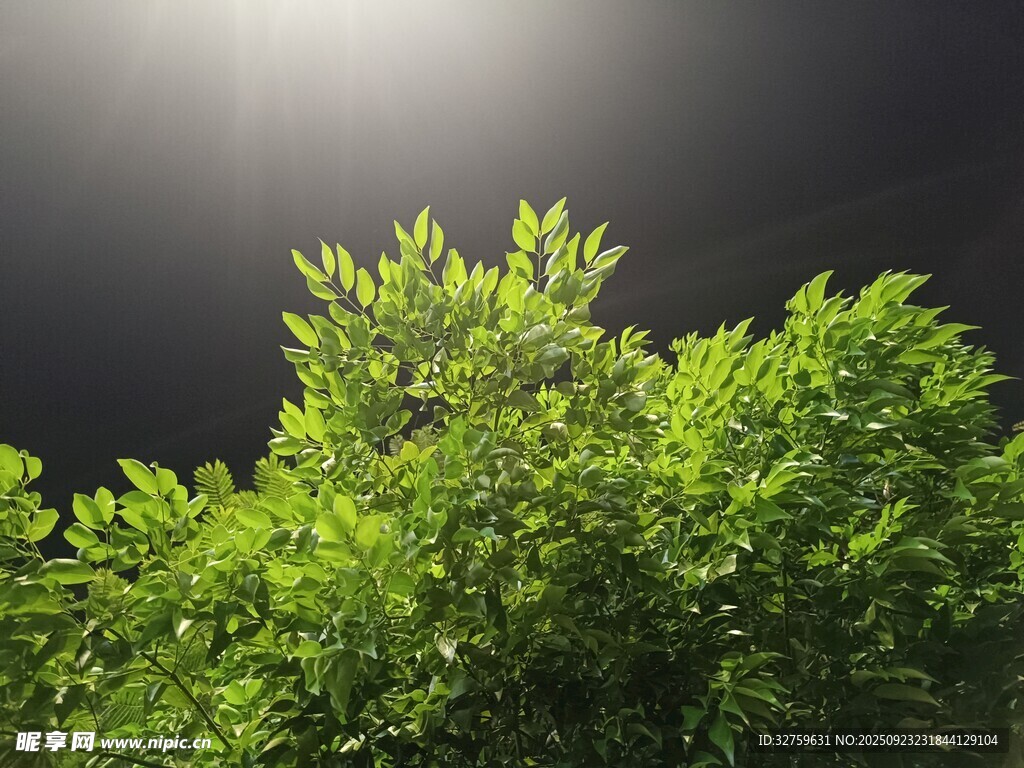 夜幕下的翠绿植物