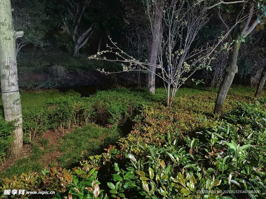夜晚森林中的绿植与树木