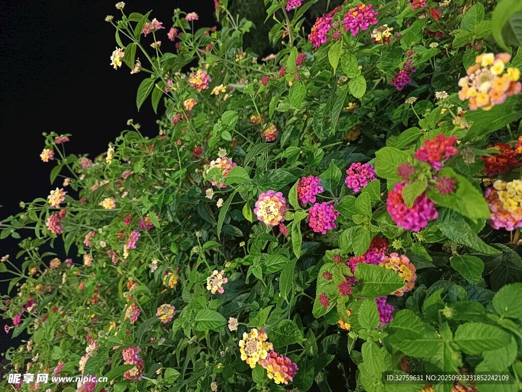 多彩花丛绽放绚烂美景