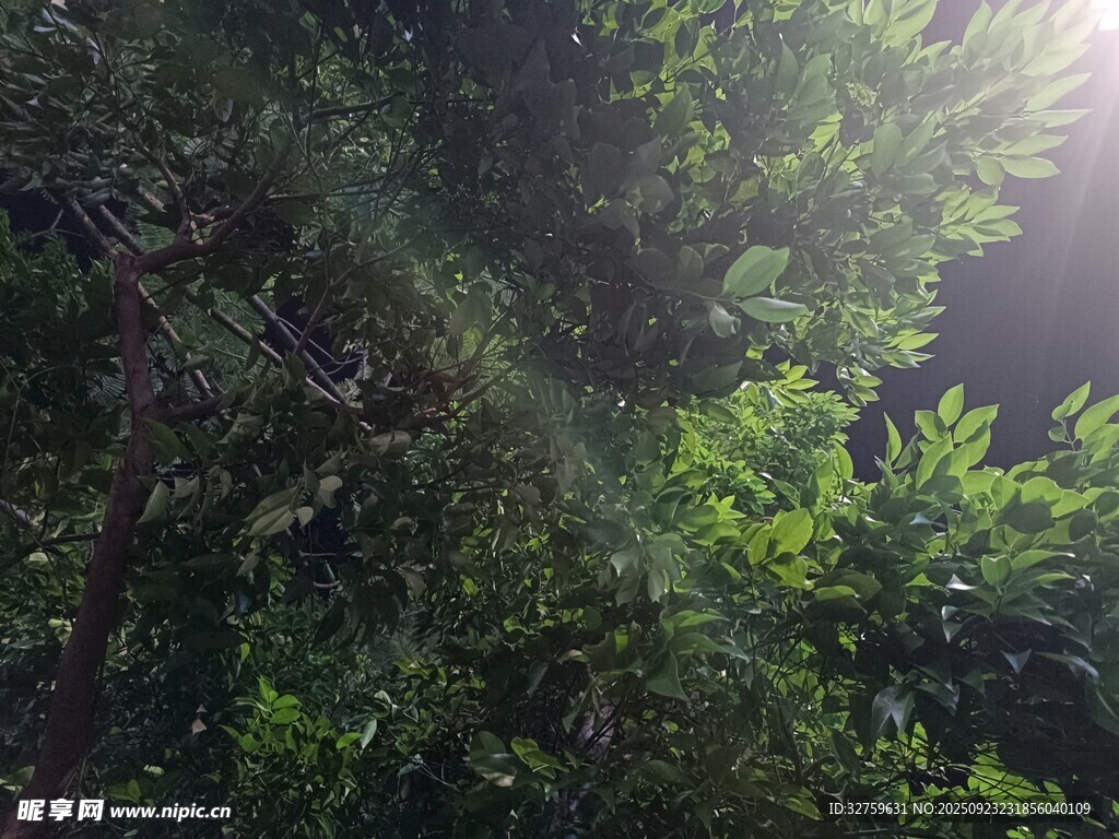 阳光洒落茂密绿色树林