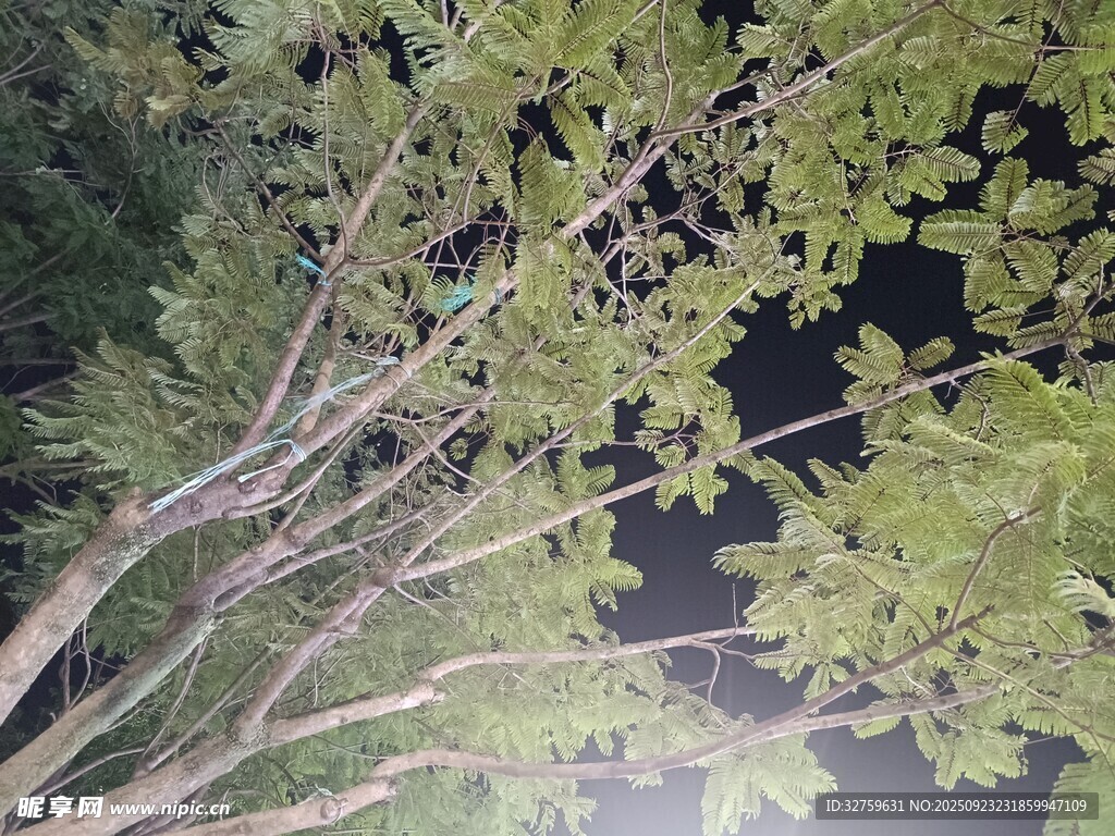 夜晚树枝与绿叶景象