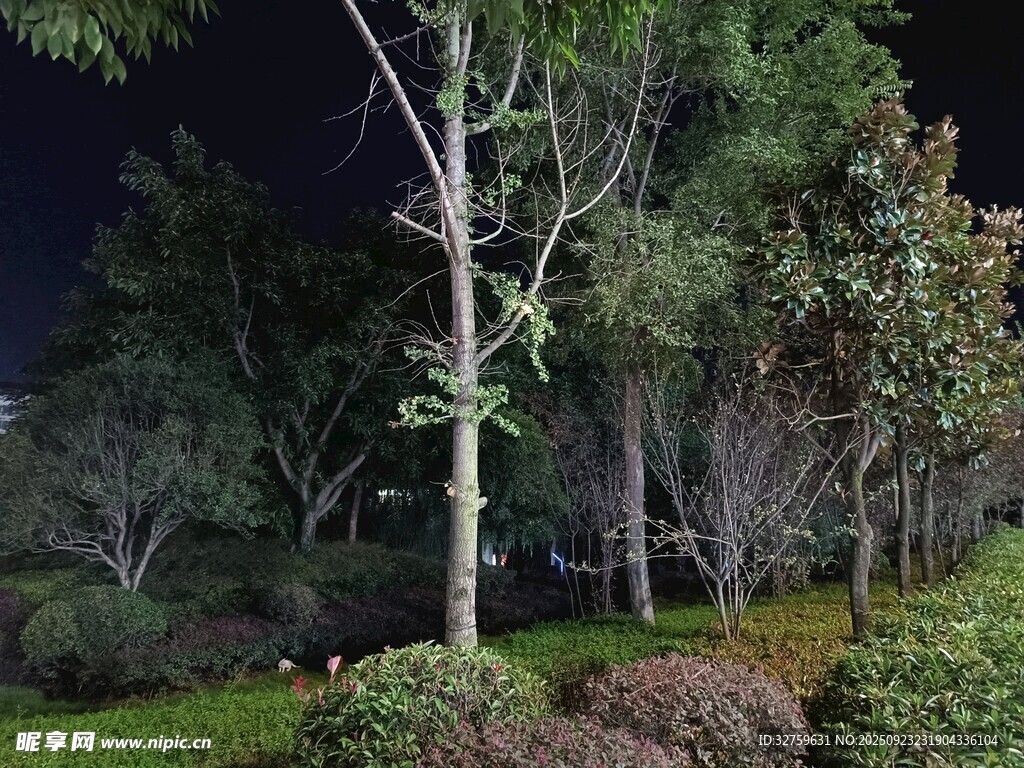 夜晚园林树木景观