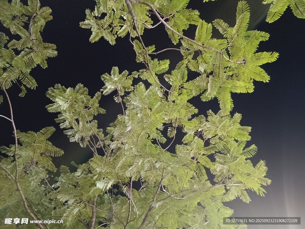 夜间绿植特写