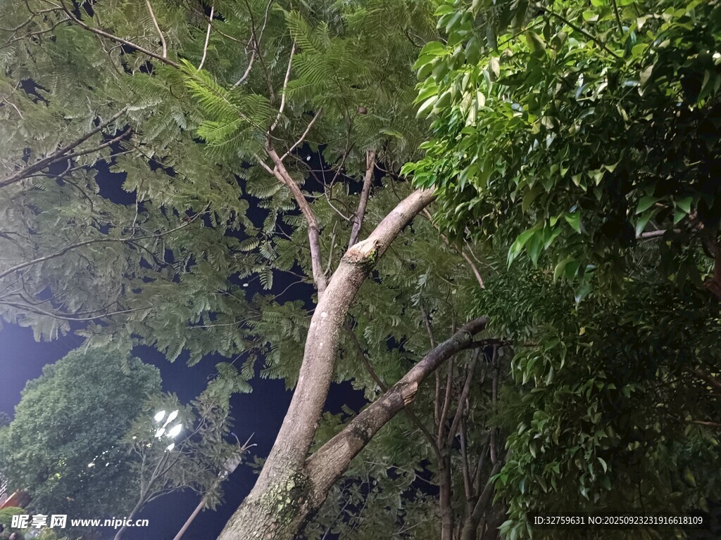 茂密丛林中的高大树木