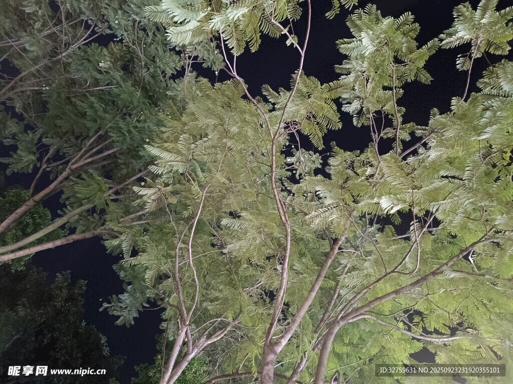 繁茂枝叶间的自然景致