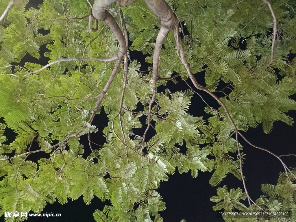 翠绿繁茂的枝叶景观