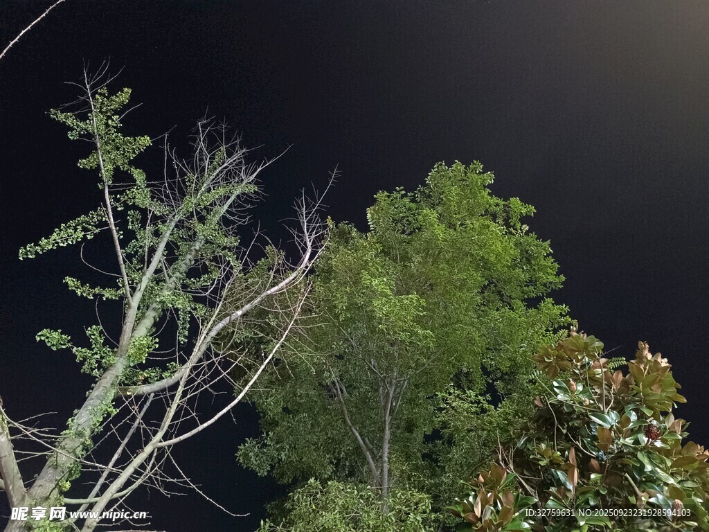 夜空下的树木与光秃枝干