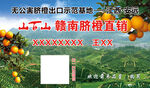 赣南脐橙 果园直采 橙子风景