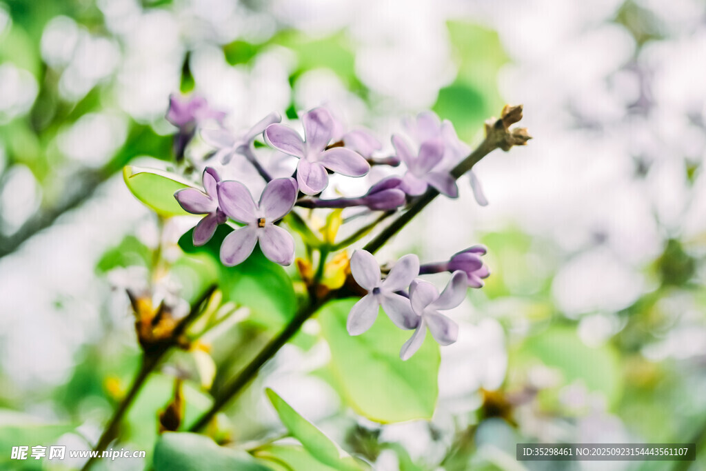 绽放的紫丁香花朵