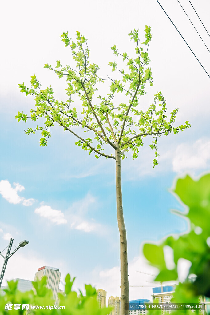 蓝天绿树清新自然景象