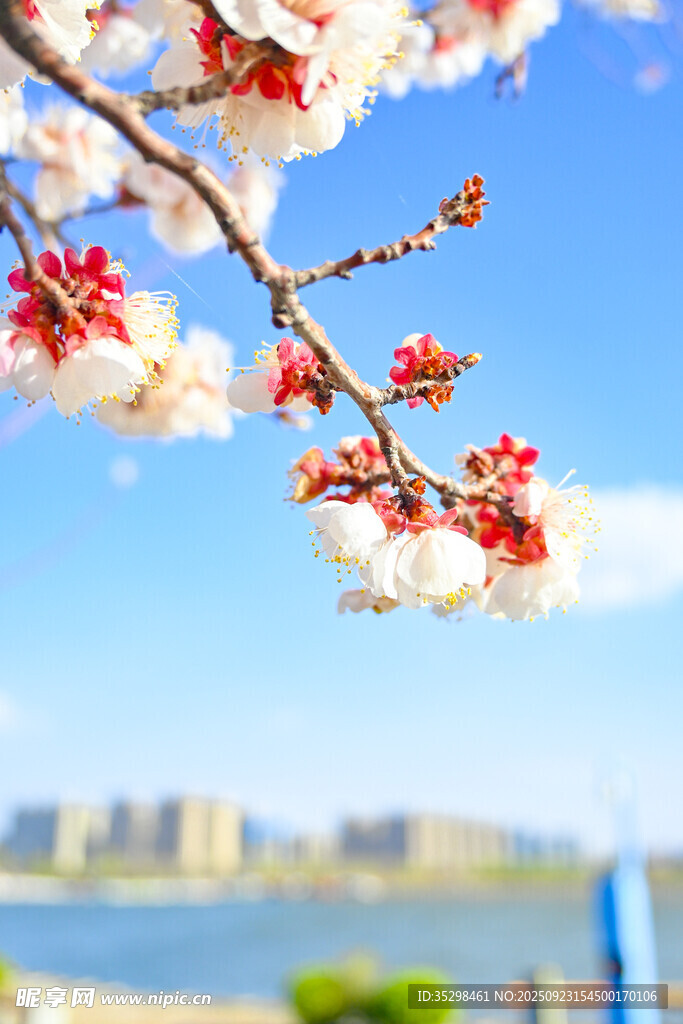枝头繁花映蓝天与远景