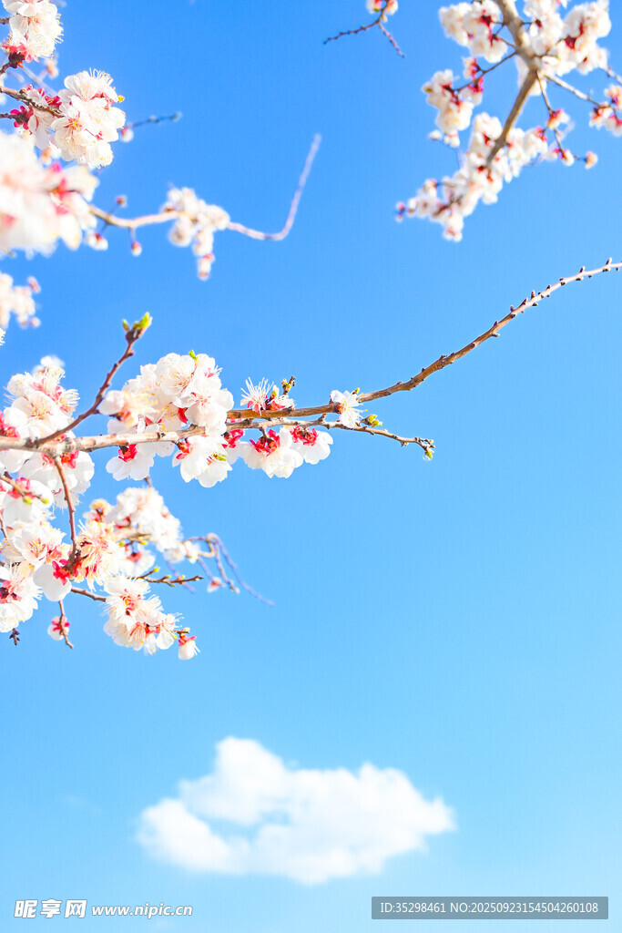 蓝天繁花春日烂漫景致