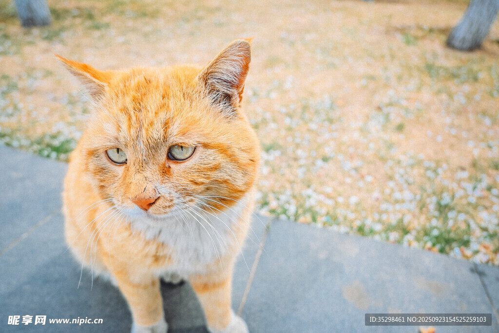 橘猫户外蹲坐模样可爱