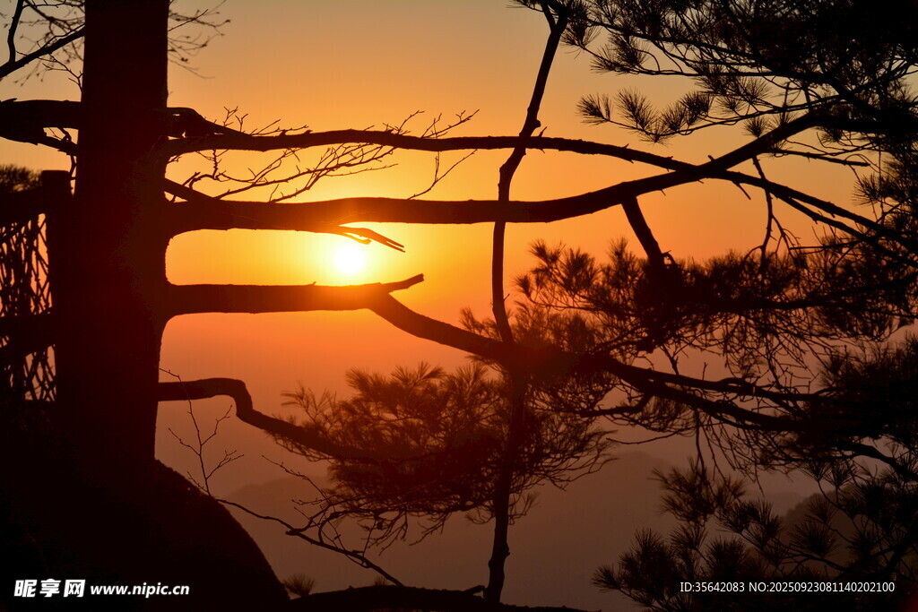夕阳透过树枝的美丽景象