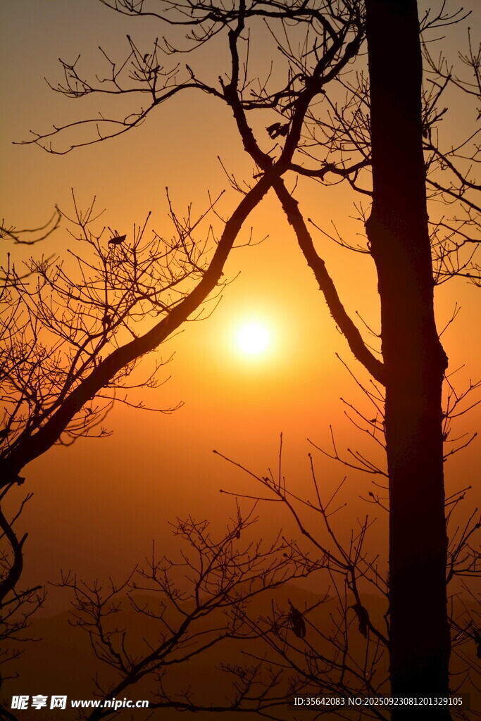 夕阳下的枯树枝景