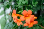 凌霄花和蜜蜂