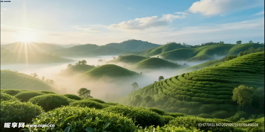晨雾中的翠绿茶园美景