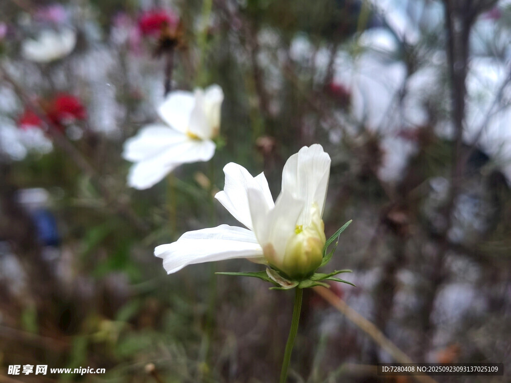 白色小花绽放于自然间