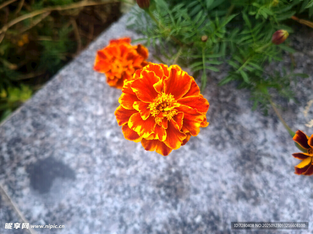鲜艳万寿菊绽放于石边