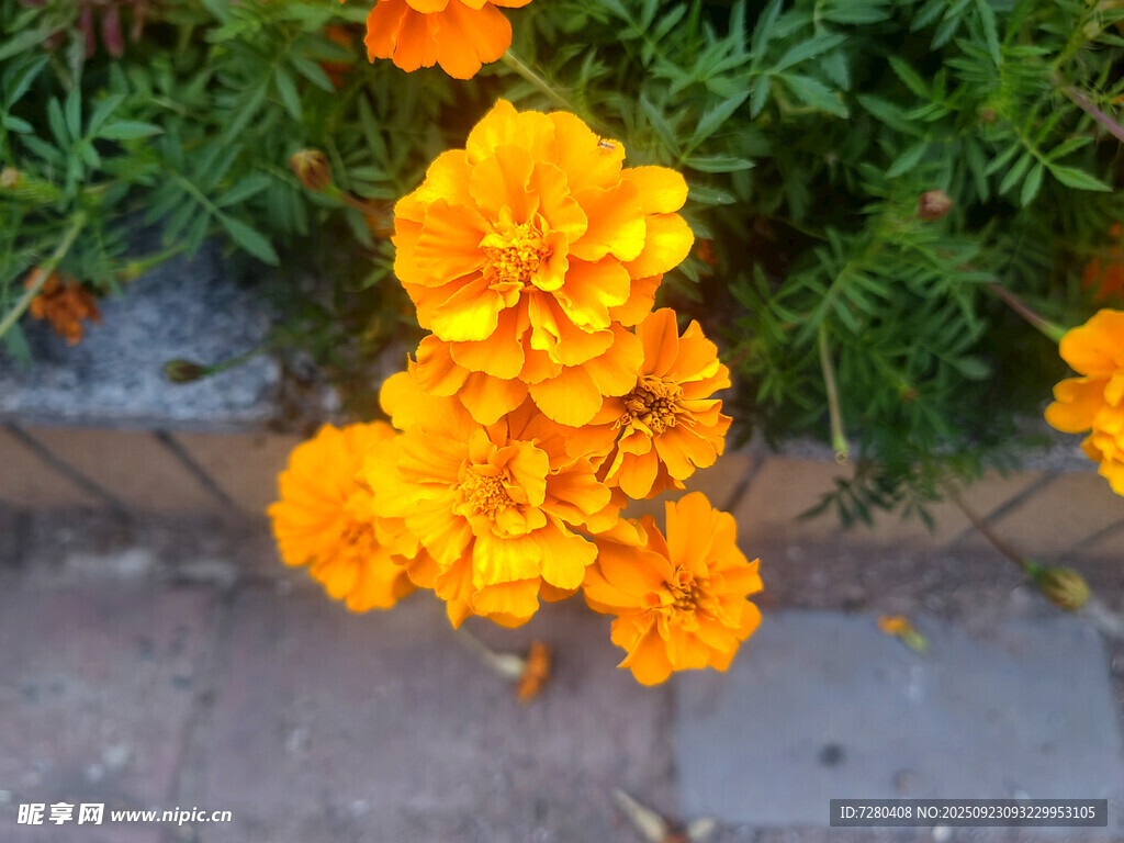 鲜艳橙色万寿菊绽放